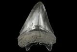 Fossil Megalodon Tooth - Serrated Blade #130737-1